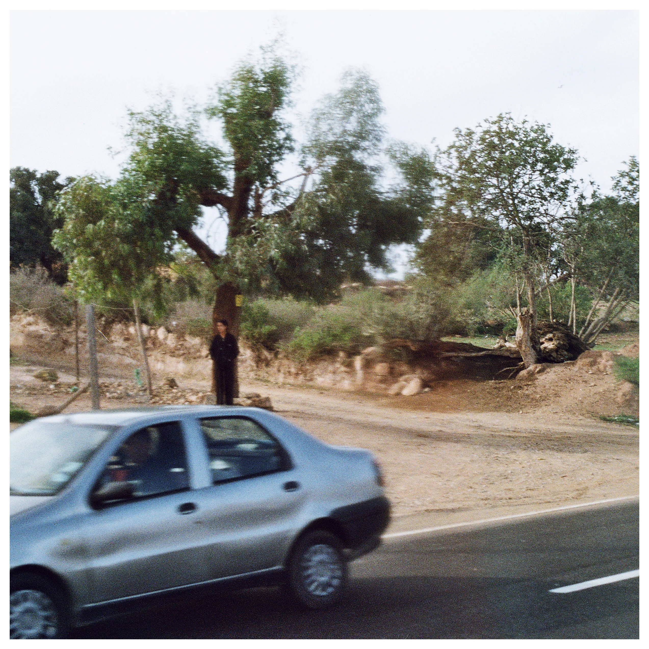 By the Argan Woodlands